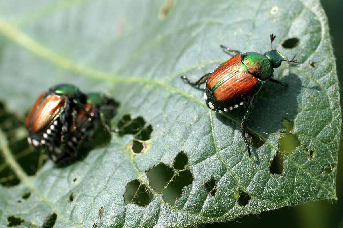 A close up horizontal image of two Japanese beetles making a meal out of the foliage of a plant.