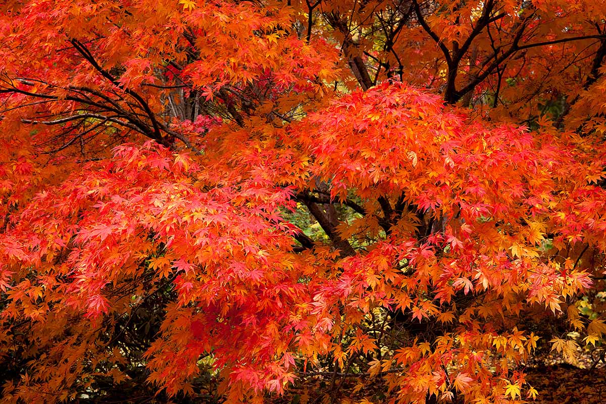 A close up horizontal image of the bright fall foliage of a large Japanese maple tree.