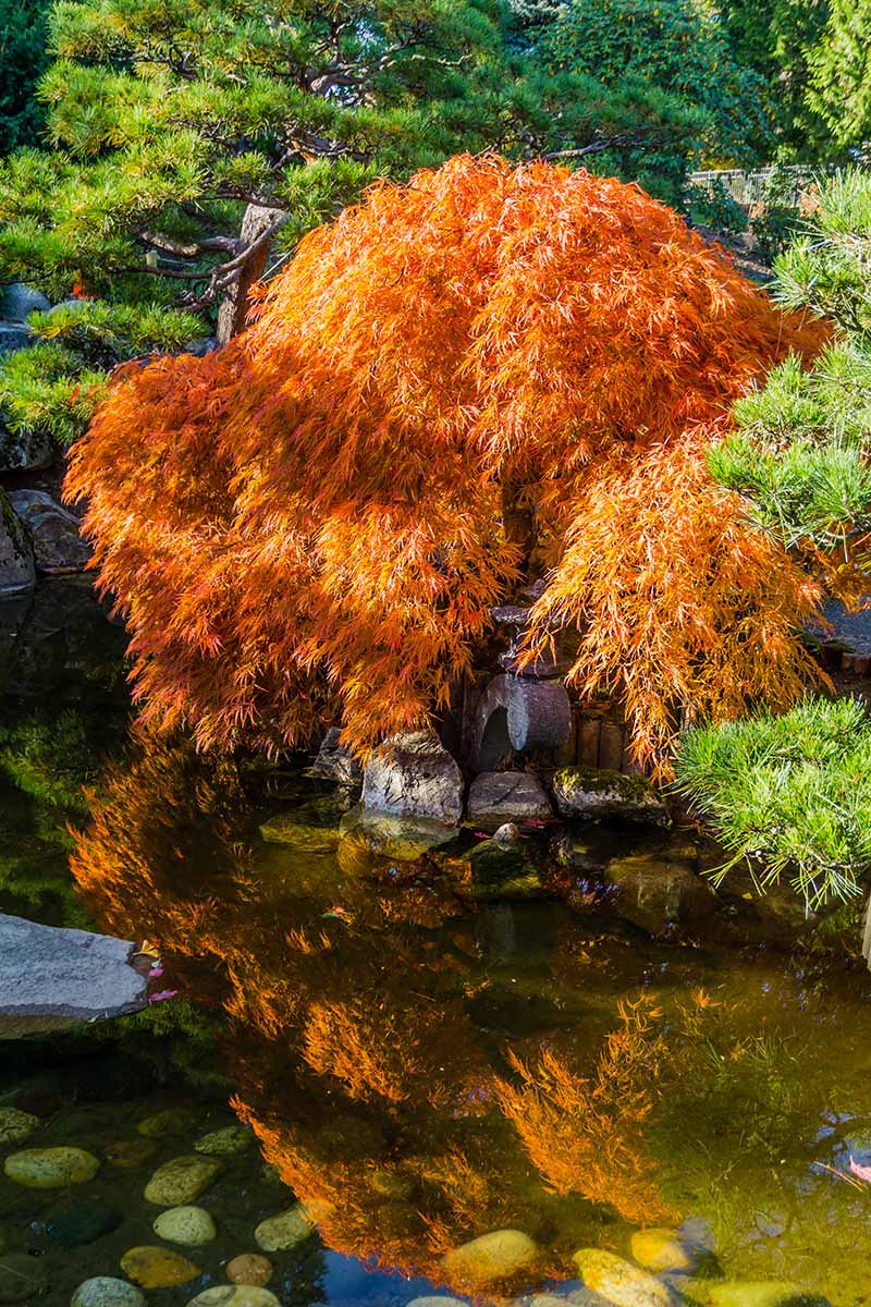 A vertical image of a Japanese maple tree growing by a pond with orange fall foliage.