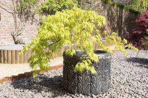 A close up horizontal image of a Japanese maple tree growing in a large, decorative pot set on drainage metal in a formal garden.