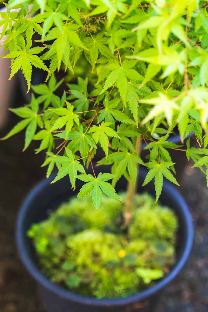 A close up vertical image of a green Japanese maple tree growing in a pot.