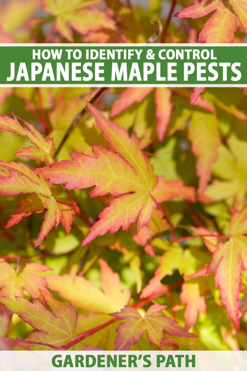 A close up vertical image of the foliage of a Japanese maple pictured in light filtered sunshine. To the top and bottom of the frame is green and white printed text.
