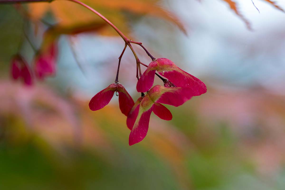 A close up horizontal image of Japanese maple pods pictured on a soft focus background.