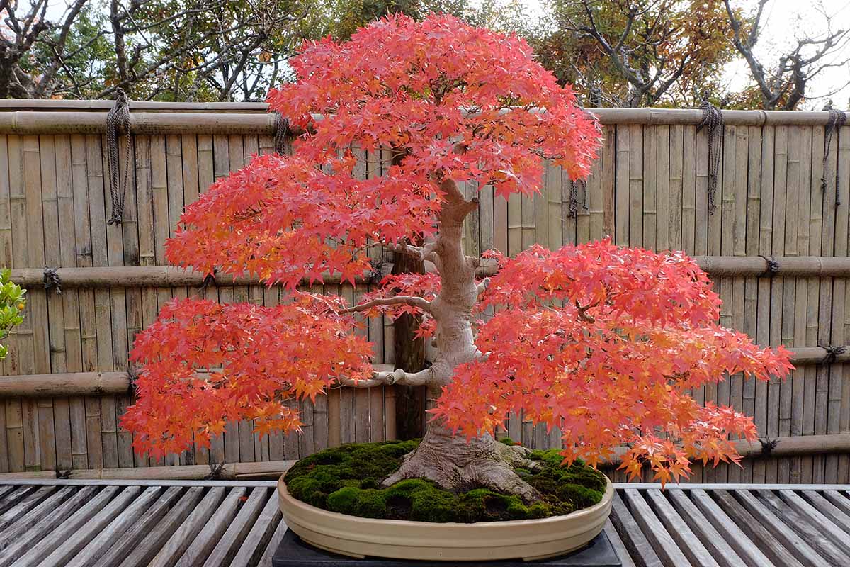 Um close-up da imagem horizontal de uma árvore de bordo japonês com folhagem vermelha treinada como um bonsai em uma superfície de madeira ao ar livre.