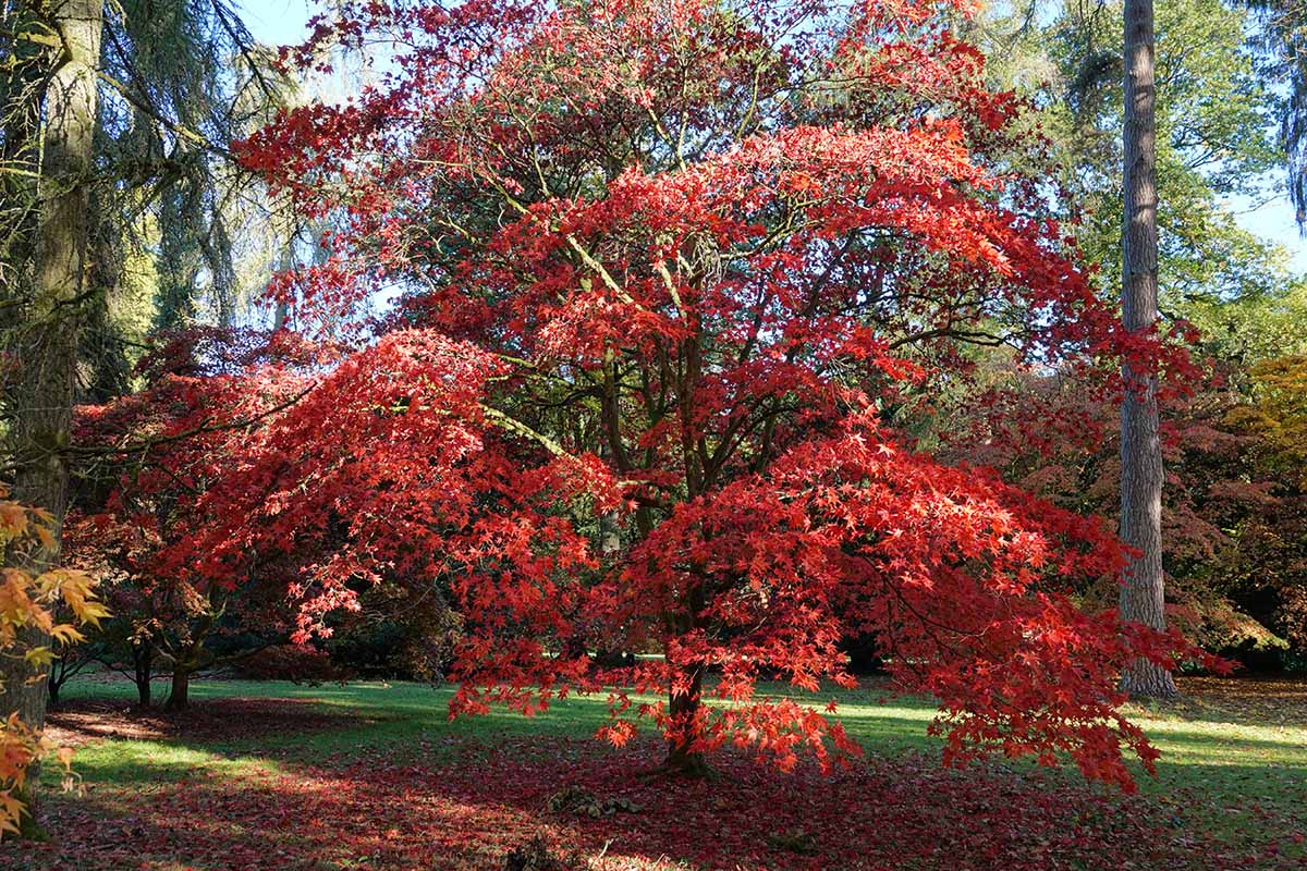 A horizontal image of a Japanese maple tree growing in the garden, with red fall foliage.