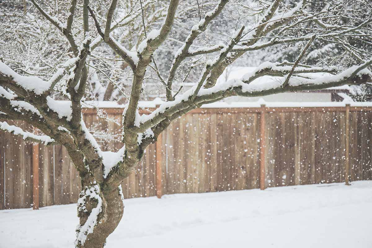 A horizontal image of a Japanese maple tree covered in snow in the winter.