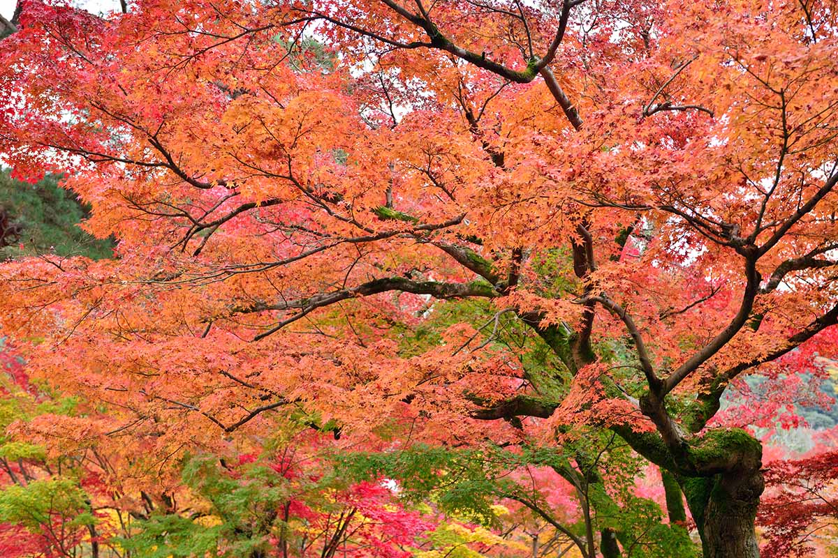 A close up horizontal image of the striking fall colors of a Japanese maple tree growing in a formal garden.