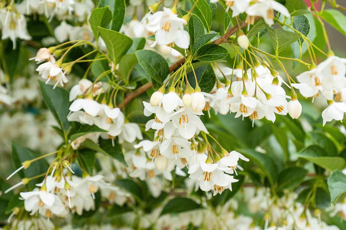 A close up horizontal image of Japanese snowbell flowers growing in the garden pictured on a soft focus background.