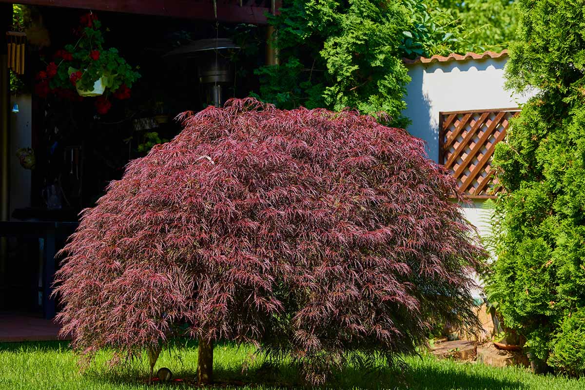 A horizontal image of a Japanese weeping maple tree growing outside a residence pictured in bright sunshine.