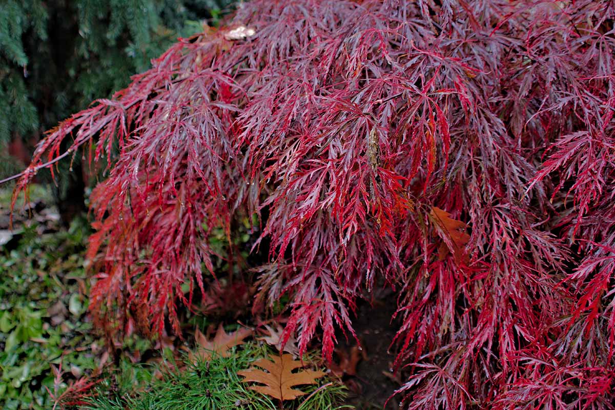 A close up horizontal image of the deep red foliage of a Japanese weeping maple tree growing in the garden.