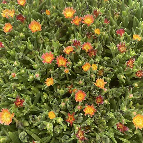 A close up square image of the succulent foliage and orange blooms of 'Jewel of the Desert' ice plant.