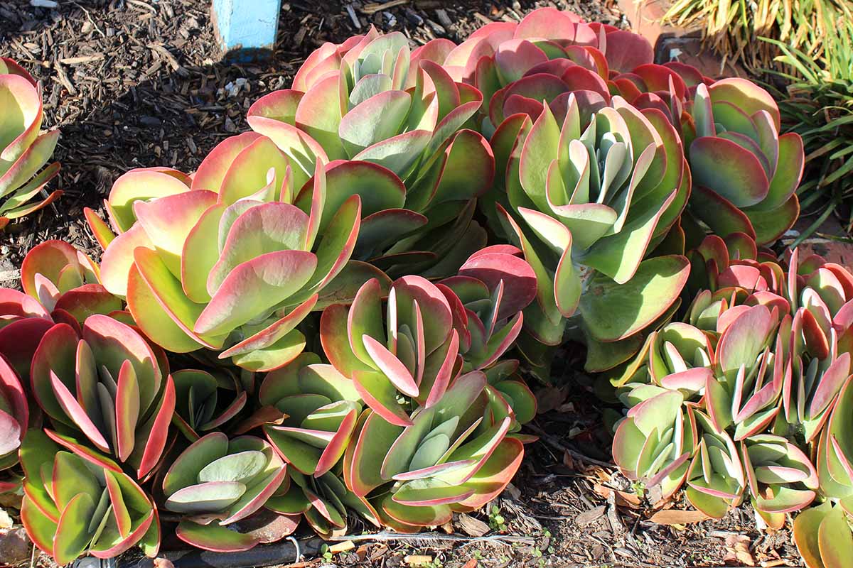 A close up horizontal image of kalanchoe paddle plant growing outdoors in the landscape.