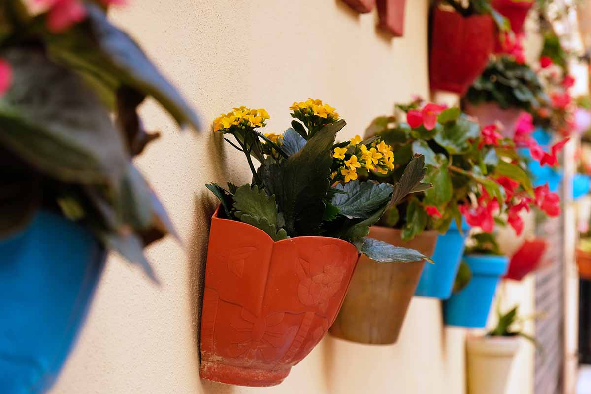 A close up horizontal image of small kalanchoe plants growing in pots that hang on a wall.