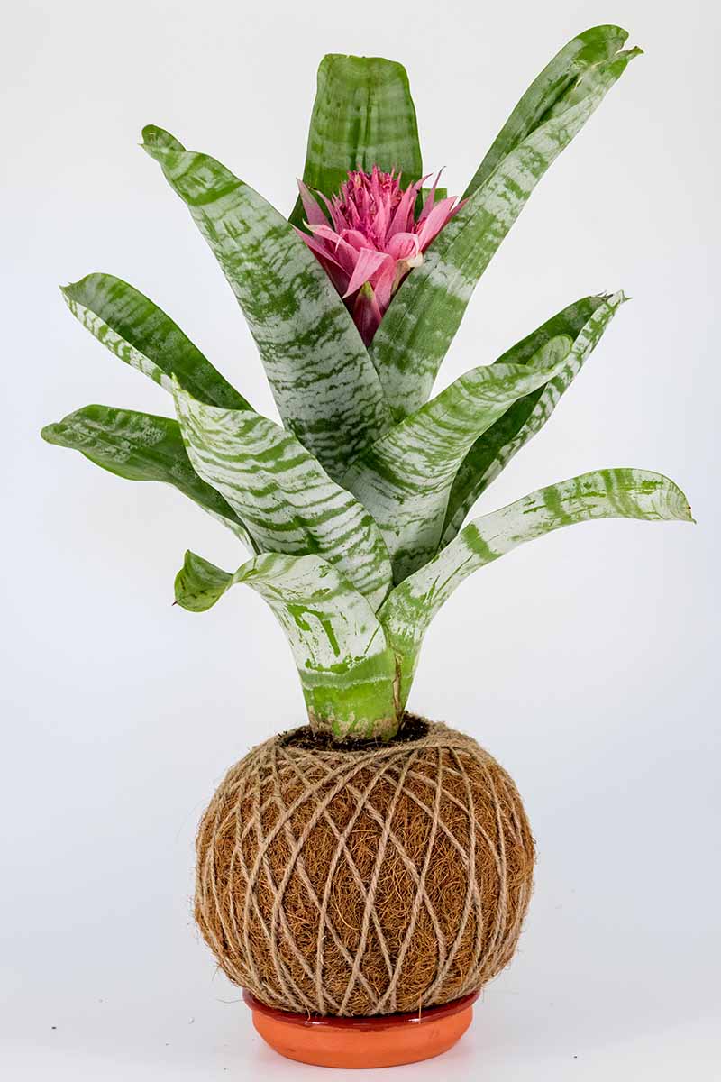 A vertical image of a bromeliad with a pink flower planted in Japanese-style kokedama isolated on a white background.