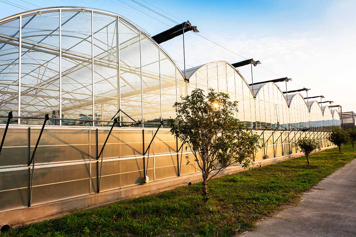 A horizontal image of a large commercial glasshouse for vegetable production.