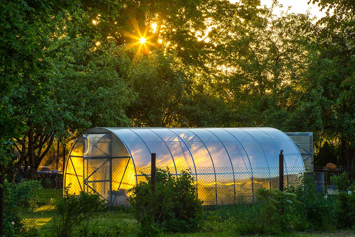 A horizontal image of a hoop house in the garden with trees in the background pictured in light evening sunshine.