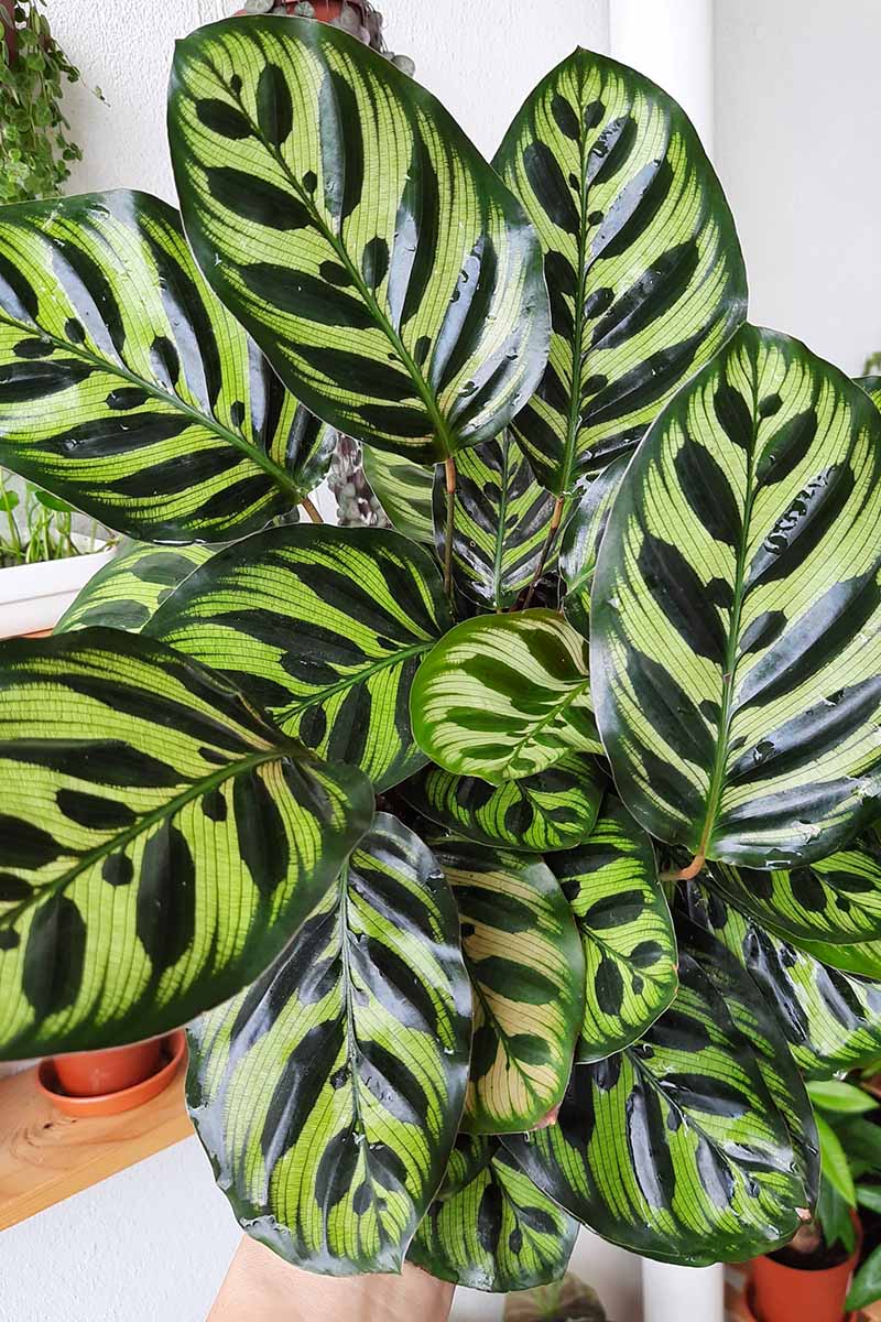 A close up vertical image of a calathea peacock plant growing in a pot indoors.