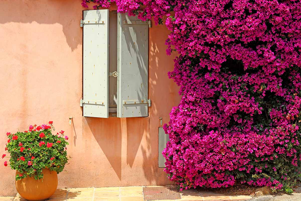 A horizontal image of a large pink bougainvillea in full bloom growing on the outside of a residence with a potted plant to the left of the frame.
