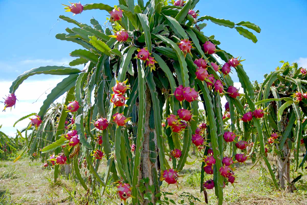 A close up horizontal image of a large dragon fruit plant growing in a row of others outdoors.
