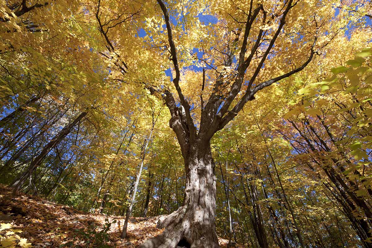 A horizontal image of a sugar maple as seen from below growing in a forest.