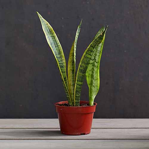 A close up square image of Dracaena laurentii growing in a small pot set on a wooden surface.