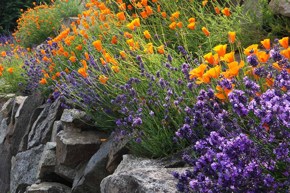 A horizontal image of poppies and lavender growing in a border with a stone wall.