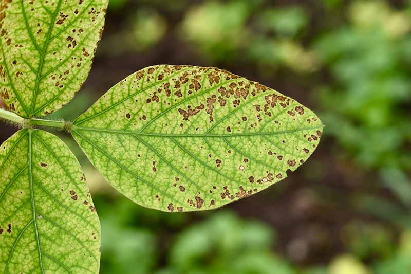 A close up horizontal image of the symptoms of leaf spot on the foliage of a plant.