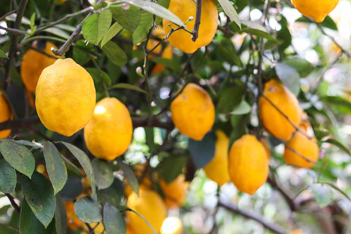 A close up horizontal image of ripe lemons on the tree growing in a greenhouse.