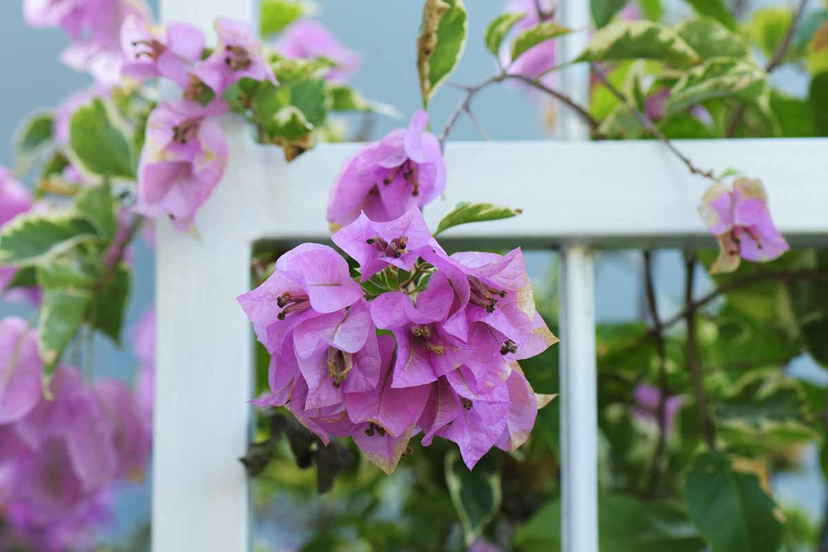 A close up horizontal image of light purple bougainvillea flowers cascading over a fence.