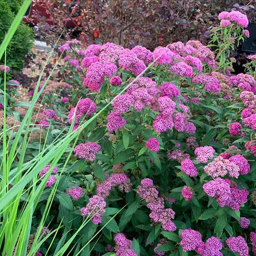 A close up square image of 'Little Princess' spirea with purple flowers growing in a garden border.