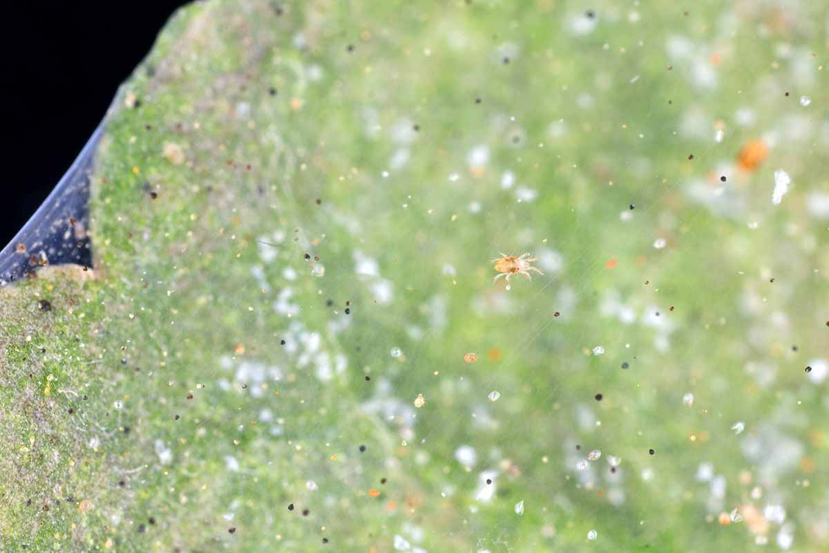 A close up horizontal image of a mass of red spider mites and their webs on a leaf.