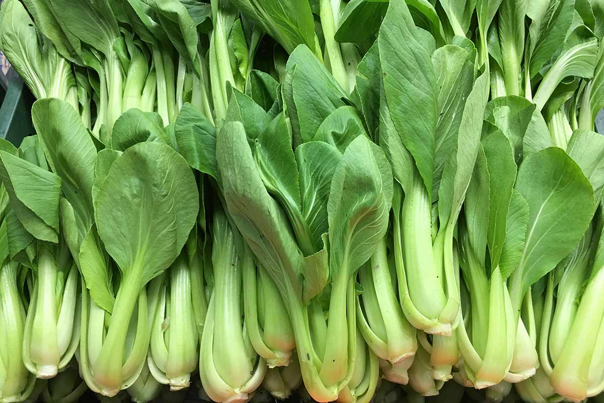 A close up horizontal image of freshly harvested bok choy in a pile at a market.
