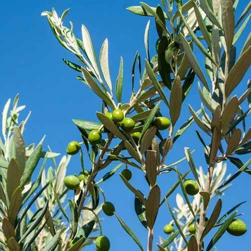 A square image of the foliage and fruits of a 'Manzanillo' olive tree pictured on a blue sky background.