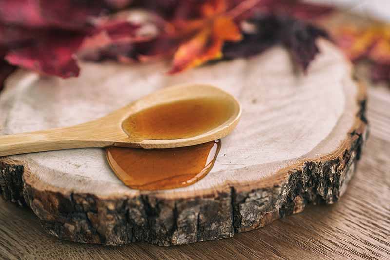 A close up horizontal image of a wooden spoon with maple syrup set on a wooden surface.