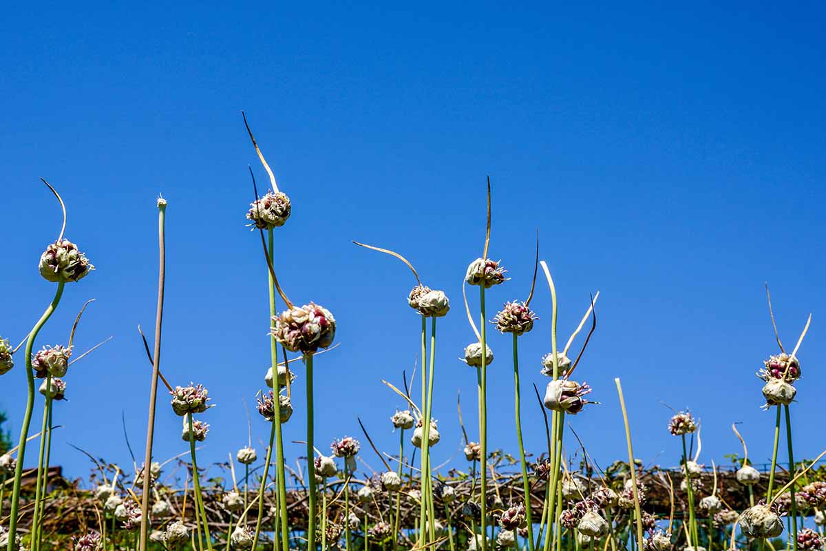 A horizontal image of long mature flower scapes of hardneck garlic with developing bulbils at the top.