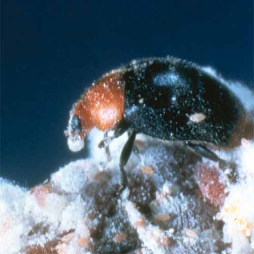 A close up square image of a mealybug destroyer in high magnification.