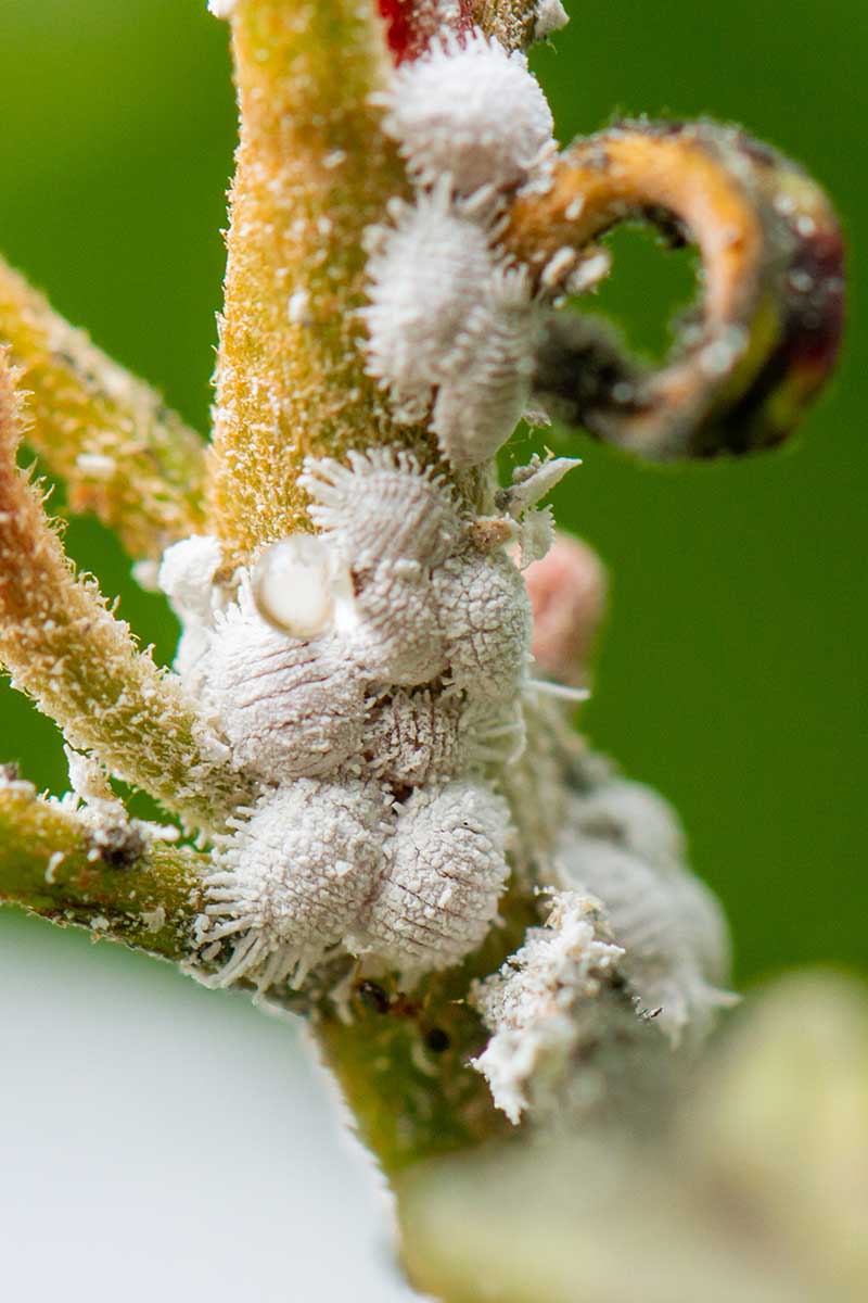 A close up vertical image of mealybugs infesting a plant.