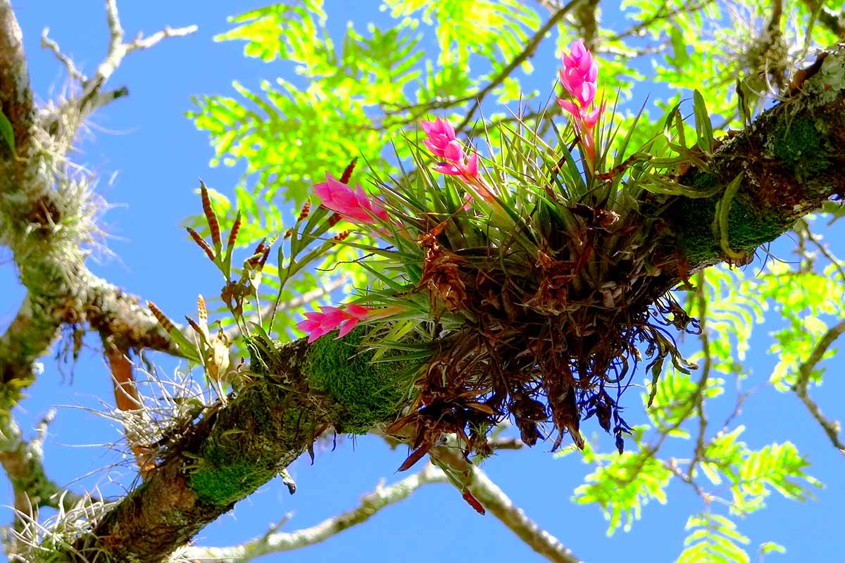 A close up horizontal image of air plants in full bloom growing on the branch of a tree.