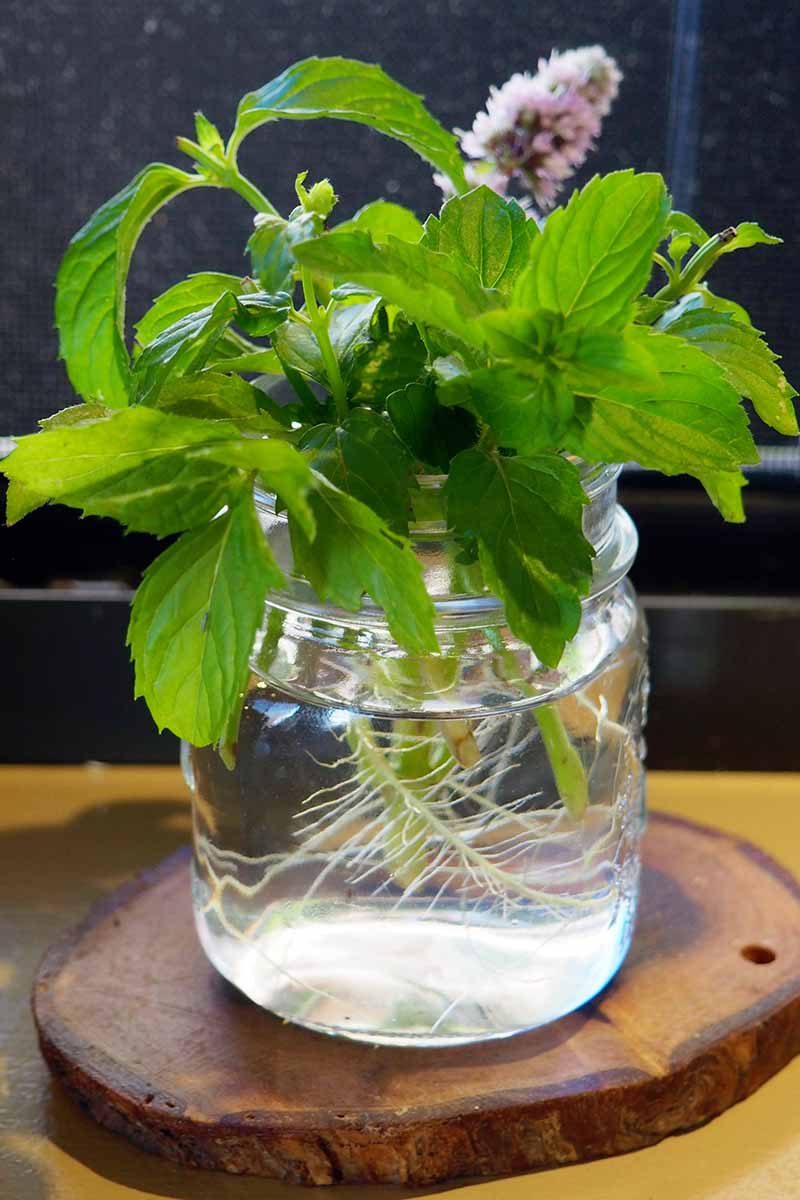 A close up vertical image of mint growing hydroponically in a glass of water indoors, set on a wooden surface.