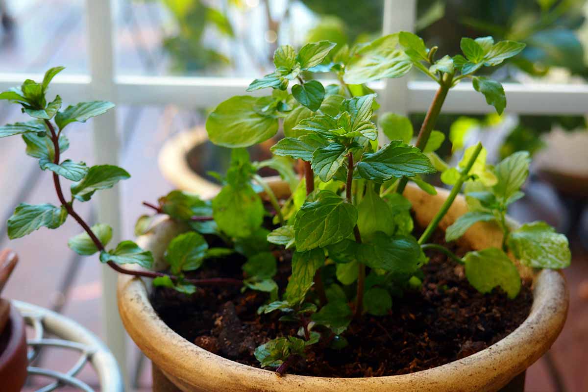 A close up horizontal image of mint growing in a large terra cotta pot on a windowsill indoors.