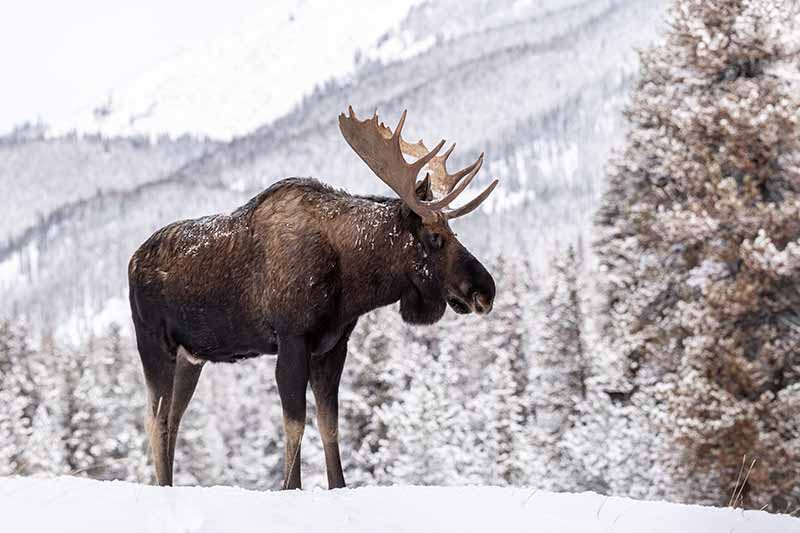 A close up horizontal image of a moose in a snowy landscape.