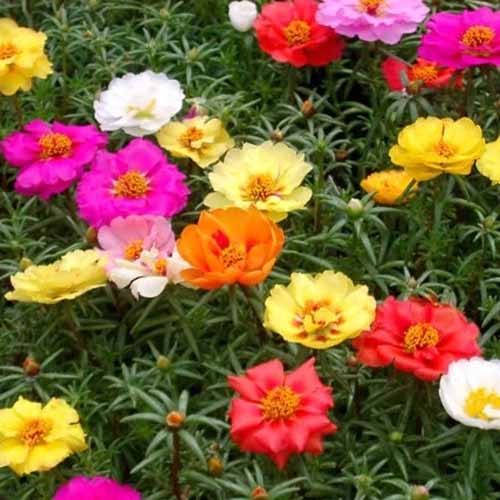 A square image of colorful moss rose flowers growing in the garden.
