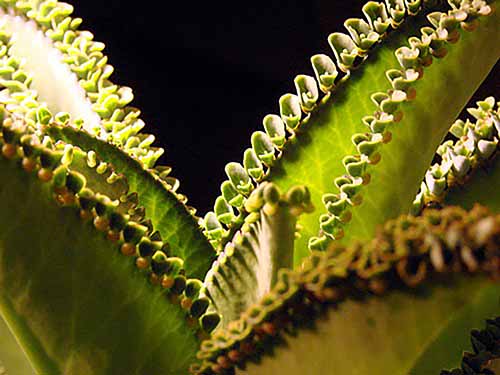 A close up of the foliage of a mother of thousands plant pictured on a dark background.