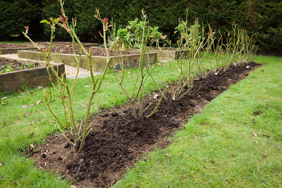 A horizontal image of a row of Rosa shrubs pruned and mounded with compost in preparation for winter.