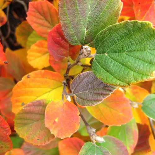 A close up square image of the fall colors of 'Mount Airy' fothergilla growing in the garden.
