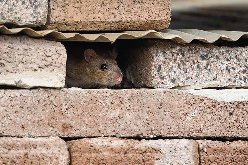 A close up horizontal image of a rat hiding in a brick wall.