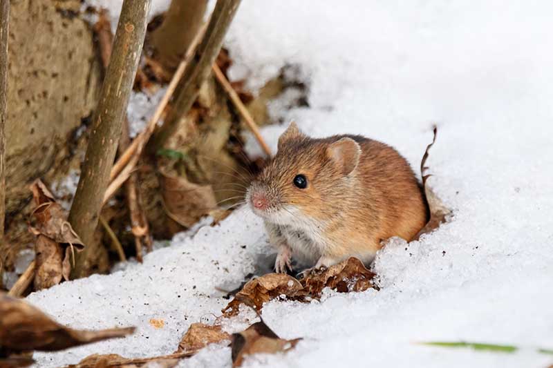 A close up horizontal image of a small mouse in the snow.