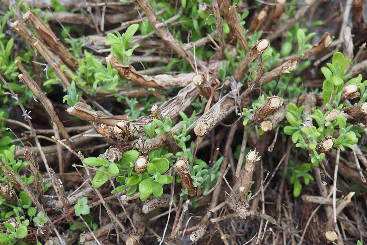 A close up horizontal image of new growth appearing on woody stems in the herb garden.