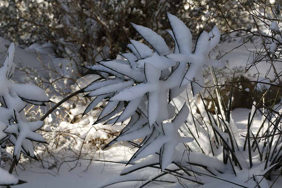 A close up horizontal image of oleander growing in the garden under a covering of snow.