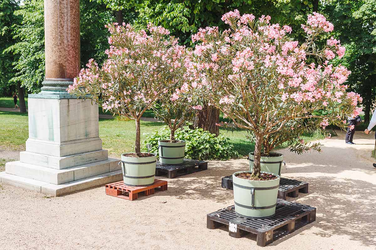 A horizontal image of pink oleander shrubs growing in containers outdoors.